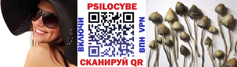 Псилоцибиновые грибы Psilocybe  купить наркотики цена  Псков 